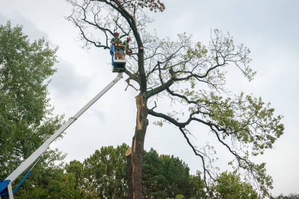 Best Dead Tree Removal  in Sanford, CO